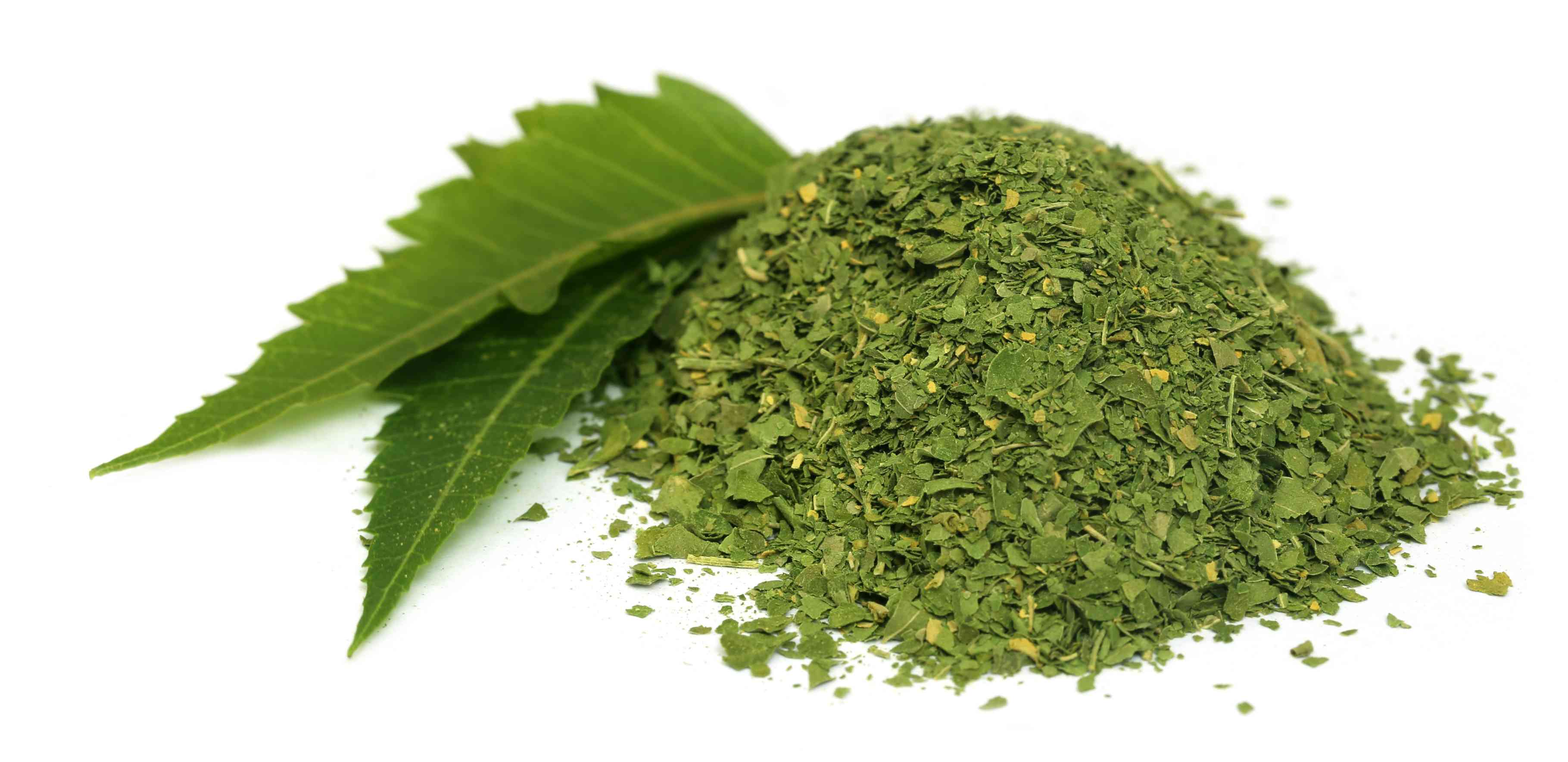 Neem leaves Wholesale Manufacturer & Supplier in India
